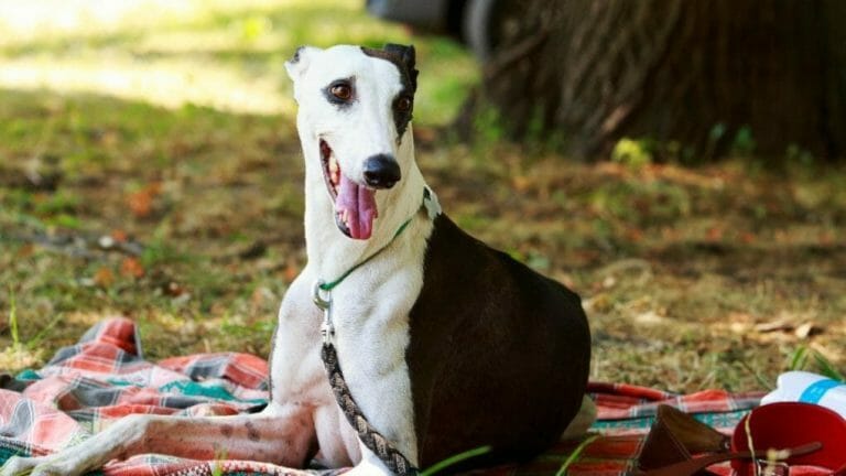 Do Whippets Cry a Lot: Reasons and Tips to Stop Your Whippet From Crying