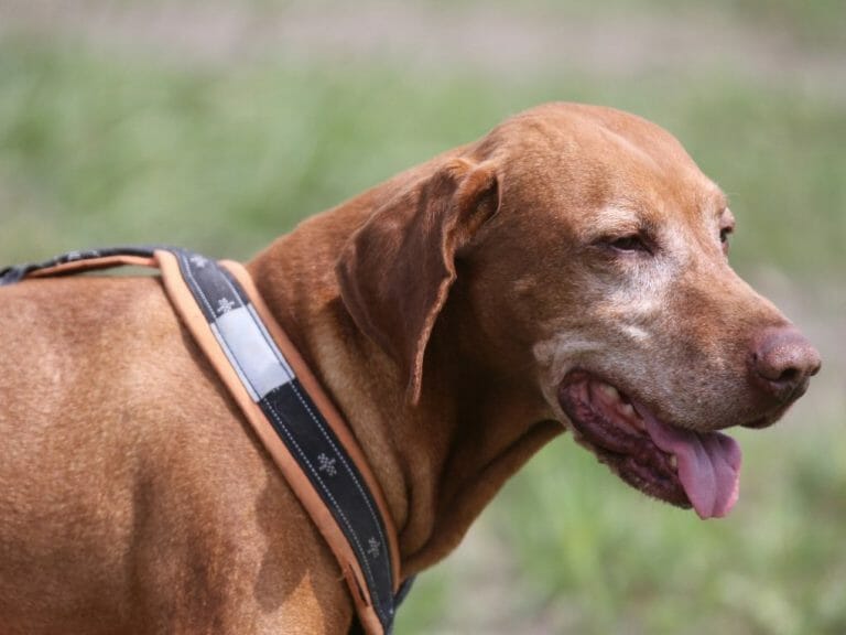Beagle vs. Vizsla: A Comparison Guide for Dog Lovers