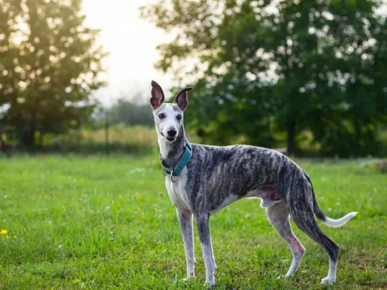 How to Tell if Your Whippet Is Pregnant: Everything You Need to Know About Whippet’s Pregnancy and Labor
