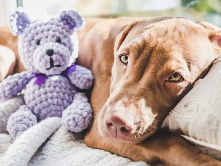 How Much Are Vizsla Puppies: Cost of Having Vizsla Puppies