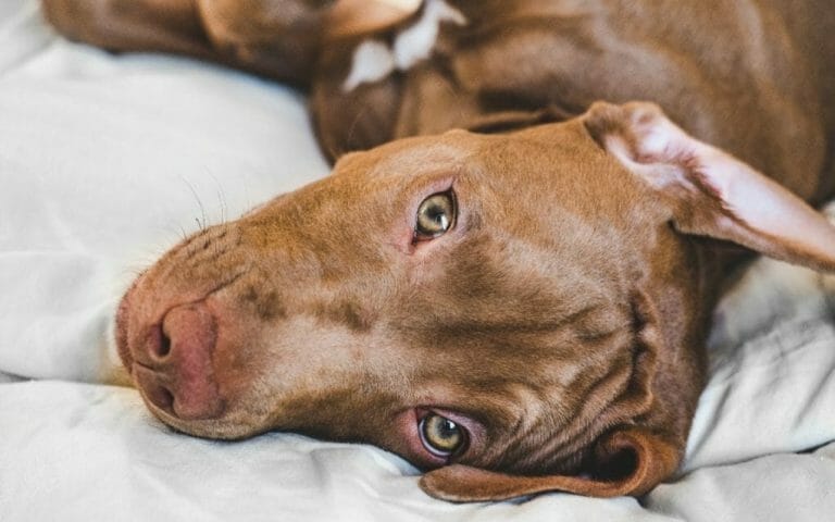 Do Vizslas Like to Cuddle: Understanding This Breed’s Affectionate Gesture