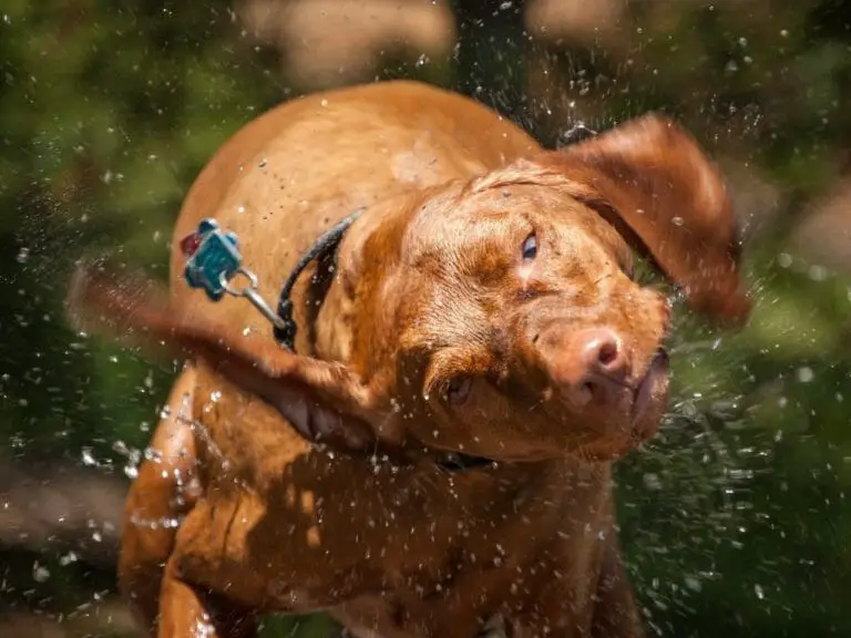 Do Vizslas Like Water: Everything You Need to Know About This Breed’s Relationship With Water