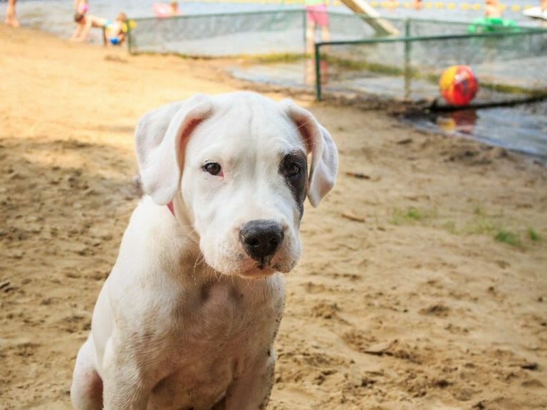 Dogo Argentino vs. German Shepherd: Which Is the Better Dog Breed?