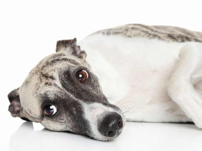Can Whippets Go Off Leash: Risks and Tips When Off Leashing Your Dog