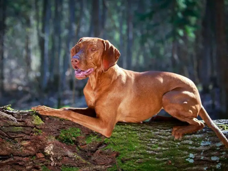 How Much Does a Vizsla Cost: Cost of Owning a Vizsla