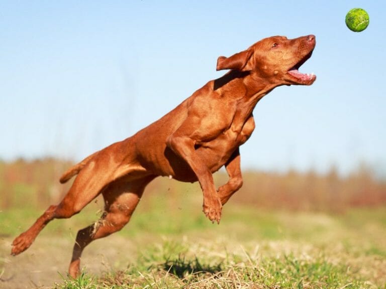 Are Vizslas Easy to Train: The Trainability of This Dog Breed and Things to Keep in Mind When Training Them