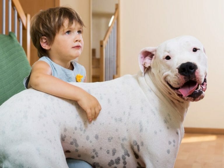 Dogo Argentino vs American Bulldog: Breed Traits, Differences, and More
