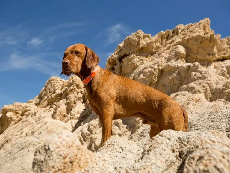 Vizsla vs. Rhodesian Ridgeback: Key Similarities and Differences Dog Owners Should Know
