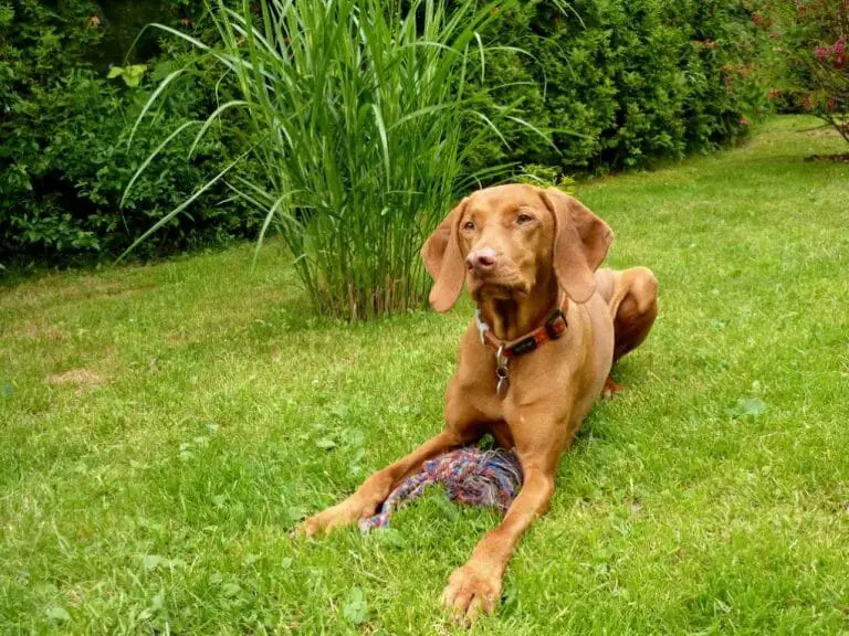 Vizsla vs. Brittany: Key Similarities and Differences Between These Two Dogs You Should Know