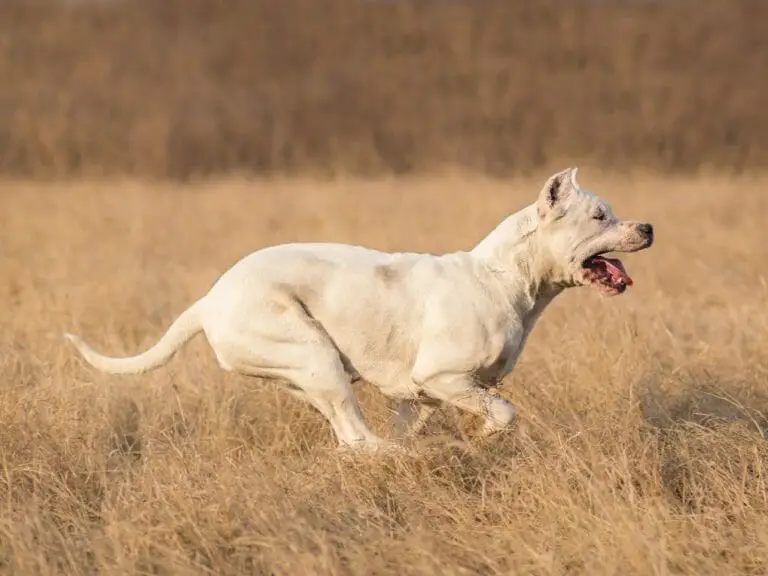 The Dogo Argentino vs. Coyote: Which Dog Is Right for You?