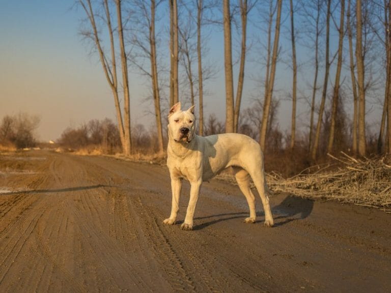 Dogo Argentino vs. Tiger: Which Is a Better Animal