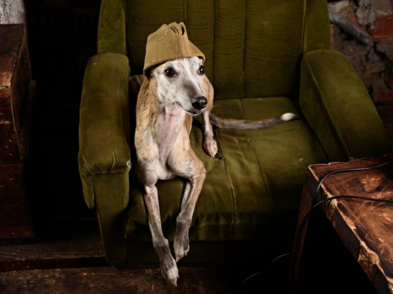 Can Whippets Live in Apartments: What You Need to Know About Apartment Dogs