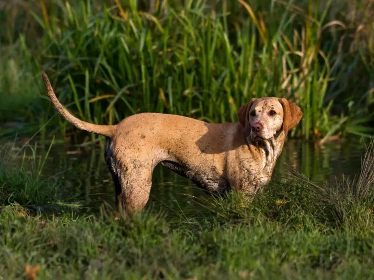 Vizsla vs. Golden Retriever: A Comparison Guide for Dog Lovers