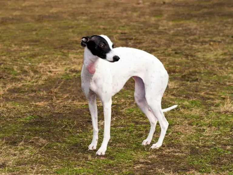 Why Do Whippets Fart So Much: Reasons Why Your Dog Farts and How to Stop It