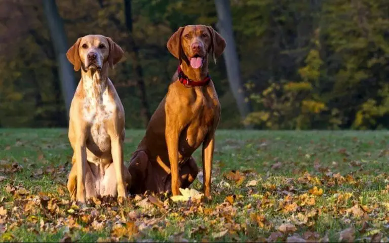Vizsla Male vs. Female: Comparing the Various Characteristics of This Breed Between Genders
