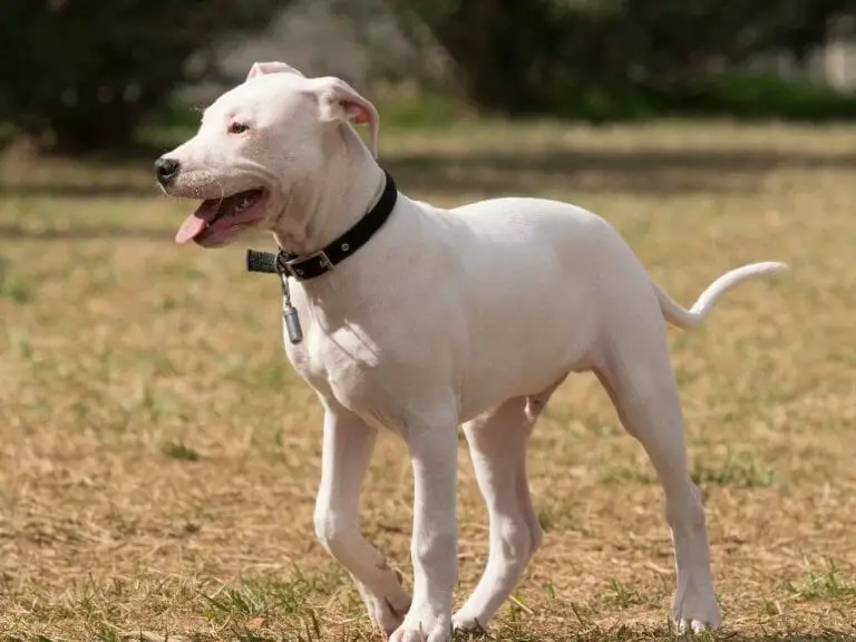 Dogo Argentino vs. Cougar: Which Is a Better Breed