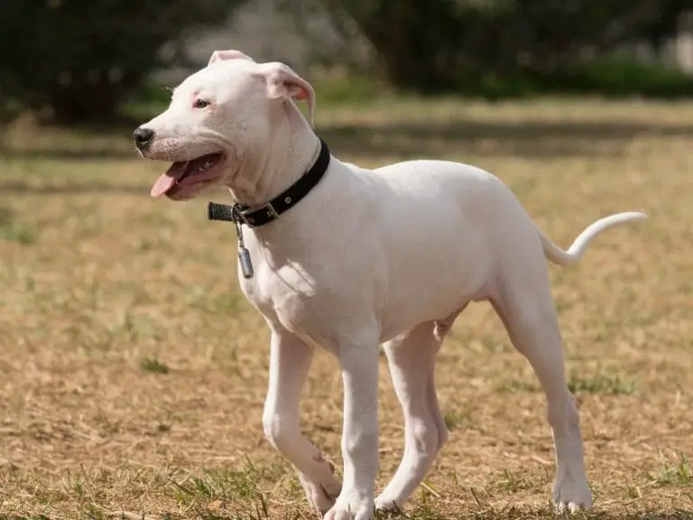 Dogo Argentino vs. Wolf: Best Breeds for Hunting