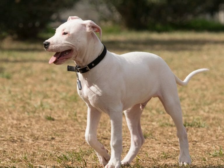 Dogo Argentino vs. Wolf: Best Breeds for Hunting