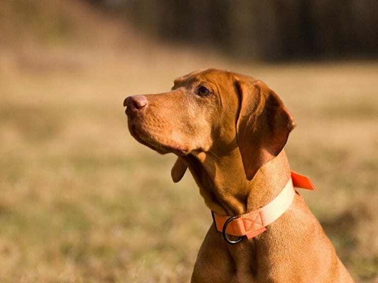 Vizsla vs. Labrador: A Comparison Guide for Dog Enthusiasts