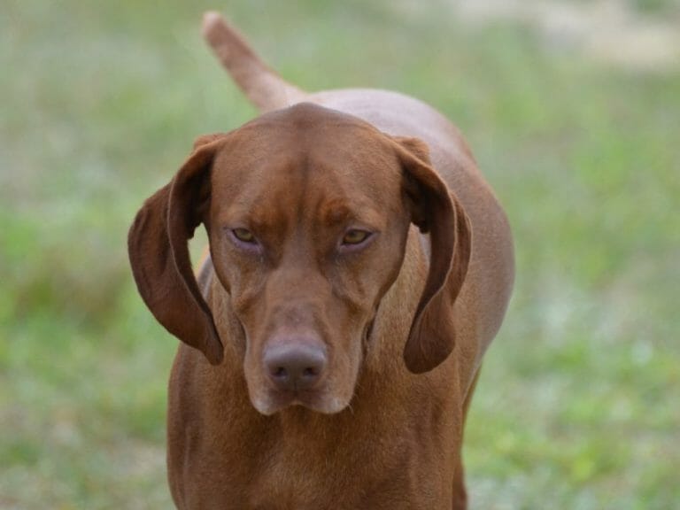 Vizsla vs. Doberman: Everything You Need to Know When Comparing These Dog Breeds