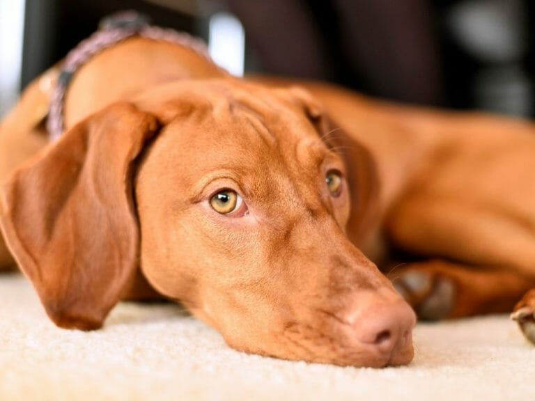 Are Vizslas Good With Cats: Tips for Fostering This Unlikely Relationship