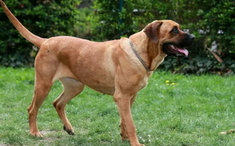 Tosa Inu vs. Kangal: The Ultimate Dog Breed Comparison