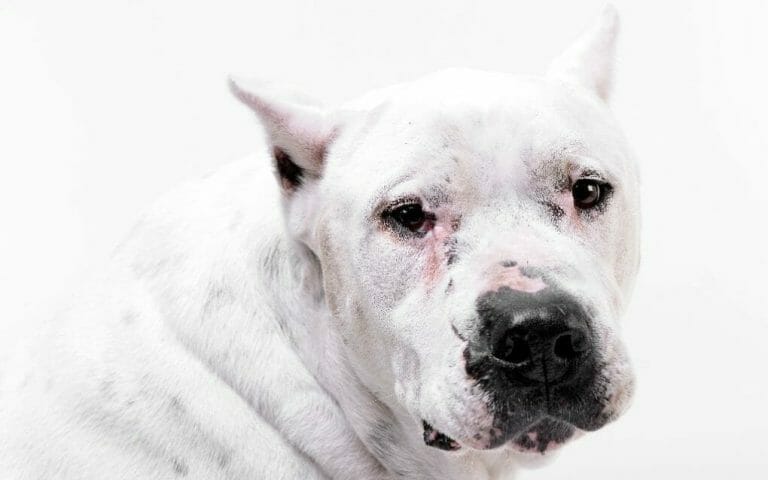 The Dogo Argentino vs. Boar: The Ultimate Comparison