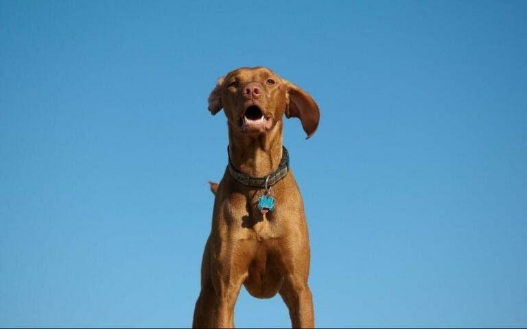 Are Vizslas Hypoallergenic: Understanding Allergies From Dogs and How to Decrease Them