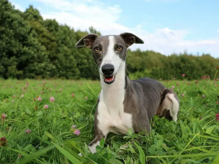 Why Do Whippets Shake: List of Possible Causes of Shaking in Whippets