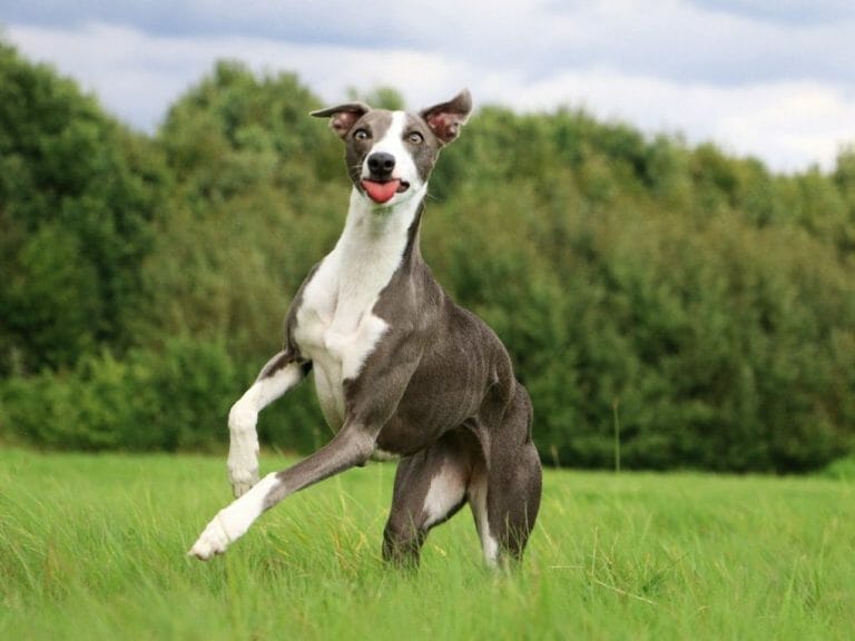 How to Take Care of Your Whippet Puppy: Tips to Take Good Care of Your Whippet