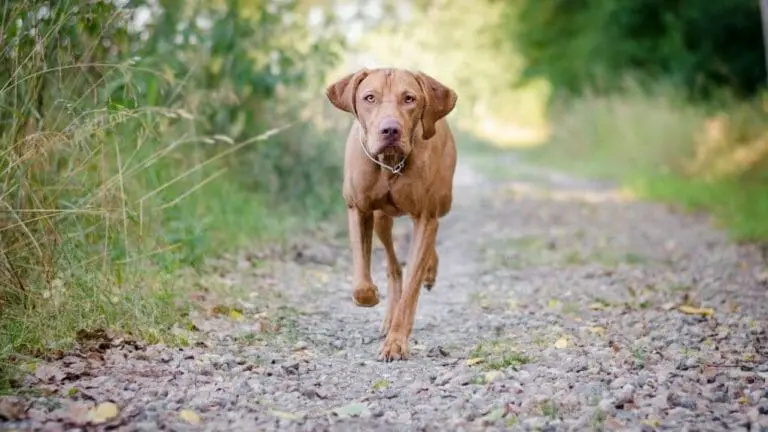 How Much Exercise Does a Vizsla Need: Ideas for an Active Dog