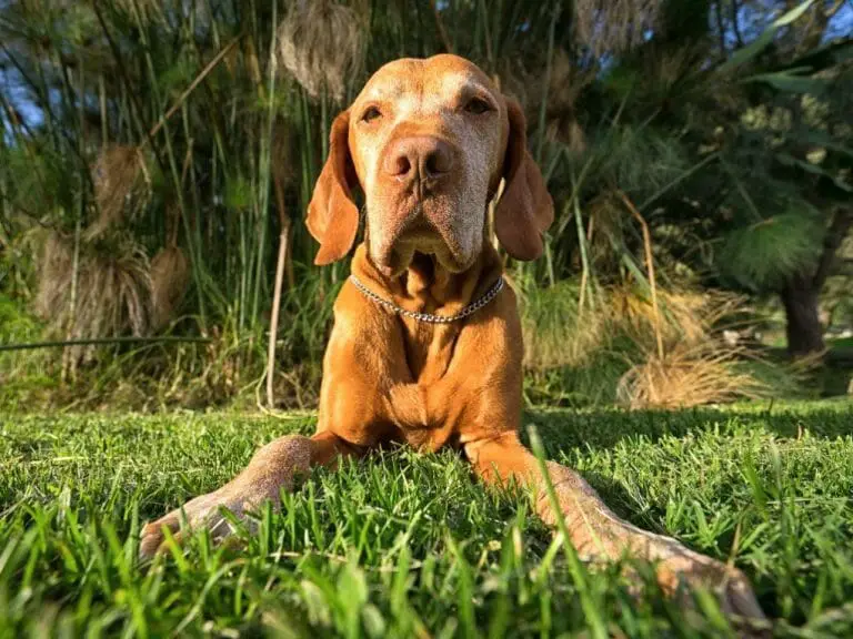 Is Vizsla a Hound: Vizslas as a Hunting Breed, Their Care Requirements, and Characteristics