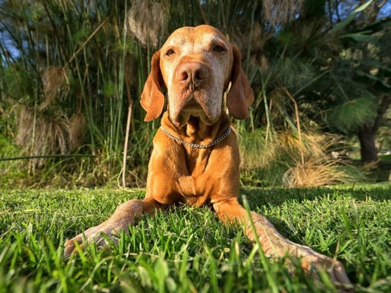 Is Vizsla a Hound: Vizslas as a Hunting Breed, Their Care Requirements, and Characteristics