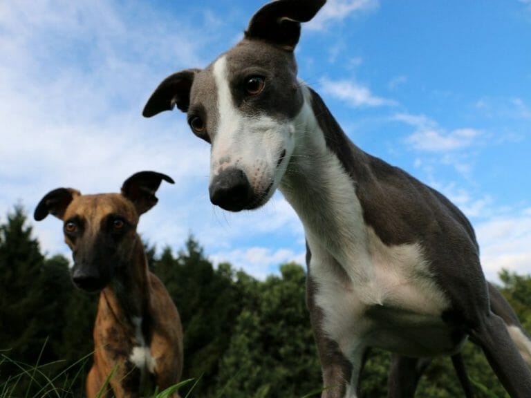 Is Whippet a Lurcher: Getting to Know Whippet and Lurcher