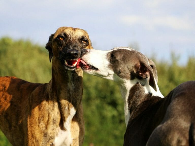 Are Whippets Supposed to Be Skinny: Reasons and Factors Affecting Whippet’s Weight