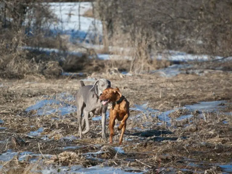 Vizsla vs. Weimaraner: Breed Differences and Similarities You Need to Know