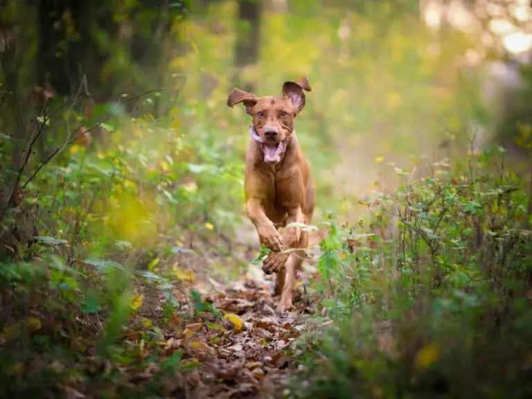 Vizsla vs. German Shorthaired Pointer: Key Differences Between These Breeds Every Dog Owner Should Know