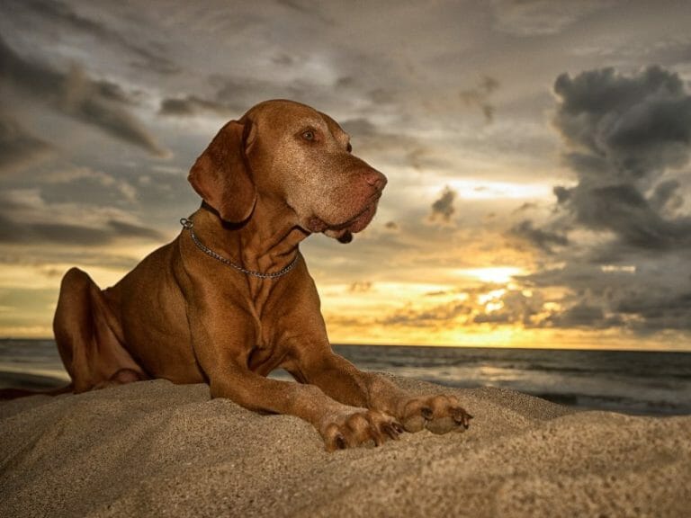 Vizsla vs. Redbone Coonhound: Things You Should Know in Choosing the Right Pet