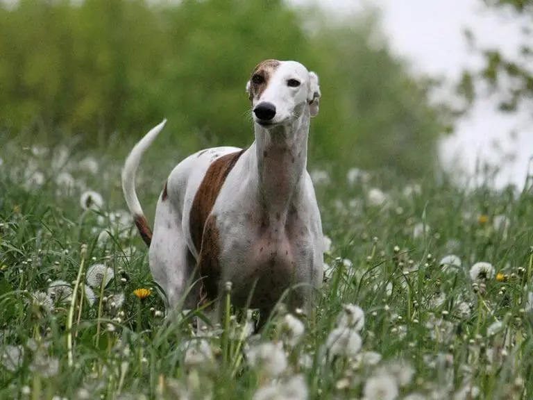 When Is a Whippet Fully Grown: Everything You Need to Know About the Size of This Dog