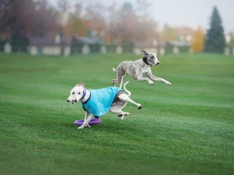 Do Whippets Ever Calm Down: Tips to Manage and Calm Your Whippet