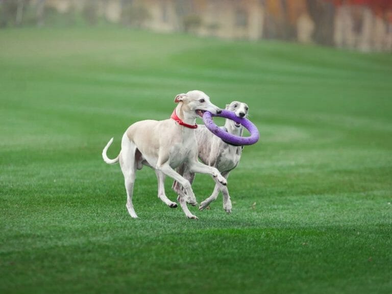 How to Stop a Whippet Biting: Reasons and Ways to Stop Whippet Biting