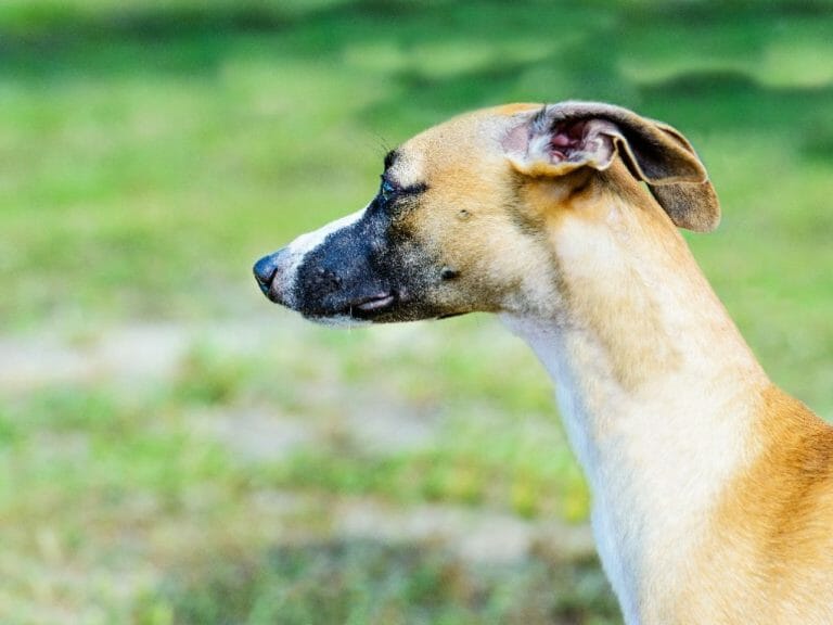 Is My Whippet Underweight: Reasons and Signs Why Your Dog Is Skinny and How to Deal With It