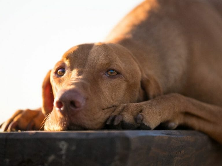How Much Do Vizslas Weigh: Everything You Need to Know About This Dog Breed’s Growth