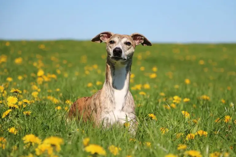 Are Whippets Lazy: Whippets And Their Laziness