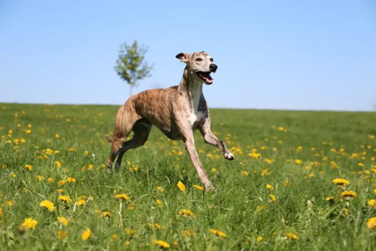 Are Whippets Hard to Train: What You Need to Know When Training a Whippet