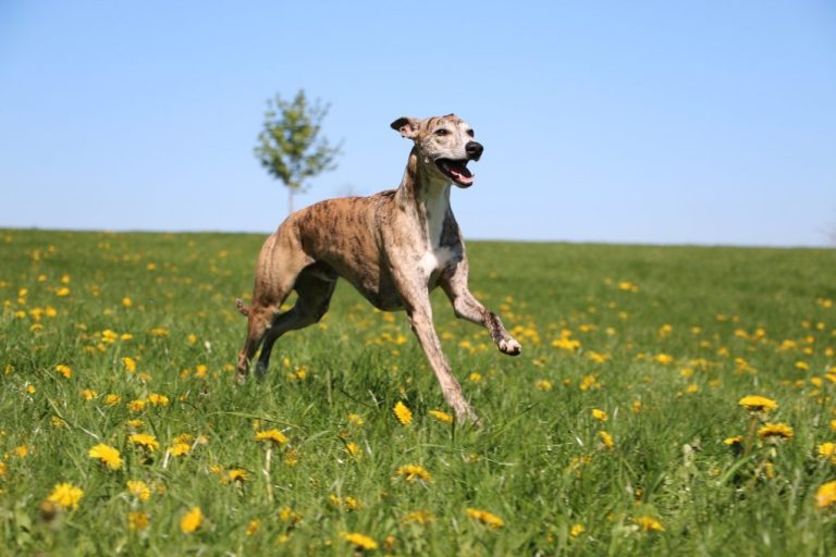 Are Whippets Hard to Train: What You Need to Know When Training a Whippet