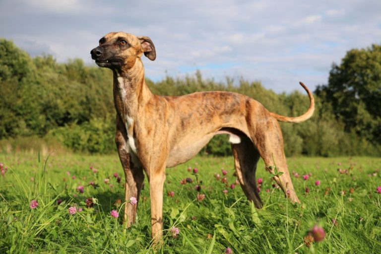 How Much Does a Whippet Eat per Day: A Comprehensive Guide for Feeding Whippets