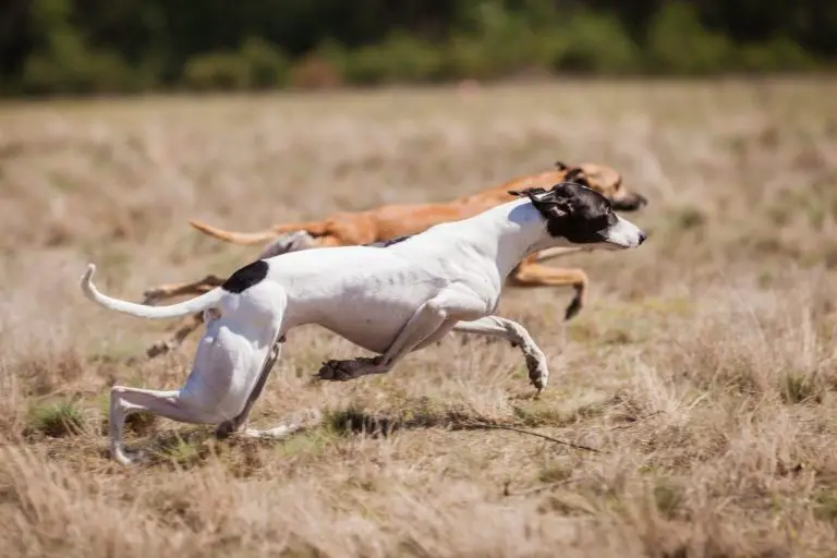 How Much Exercise Does a Whippet Need: Understanding the Exercise Needs of This Breed