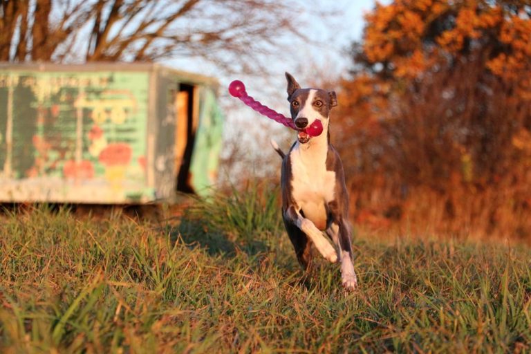 Are Whippets Fast: Fascinating Facts About Whippet’s Speed