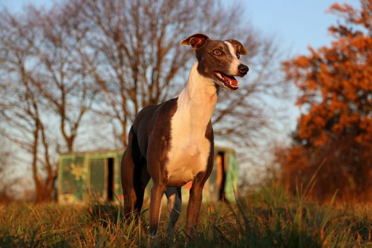 Are Whippets Friendly: What You Need to Know About Whippet’s Affection